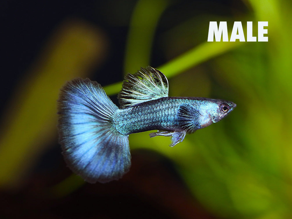 Green Moscow Halfmoon Guppy (Poecilia reticulata) – Tank-Bred
