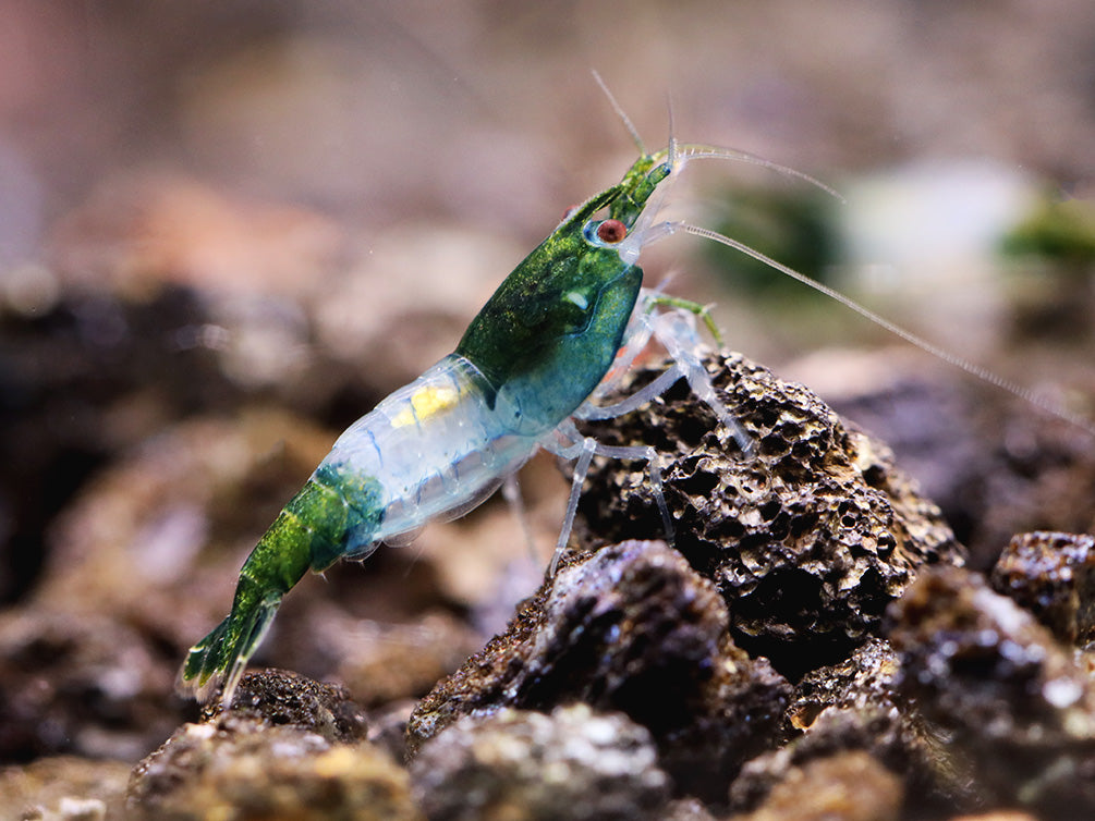 Green Rili Shrimp (Neocaridina davidi) - Tank Bred