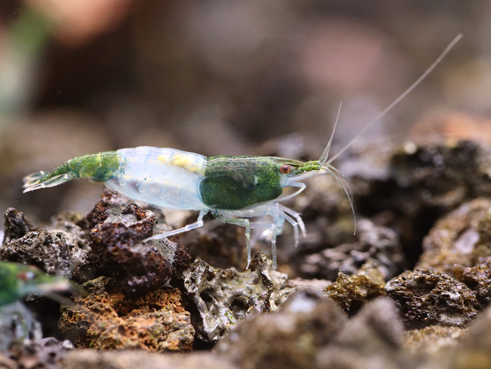 Green Rili Shrimp (Neocaridina davidi) - Tank Bred