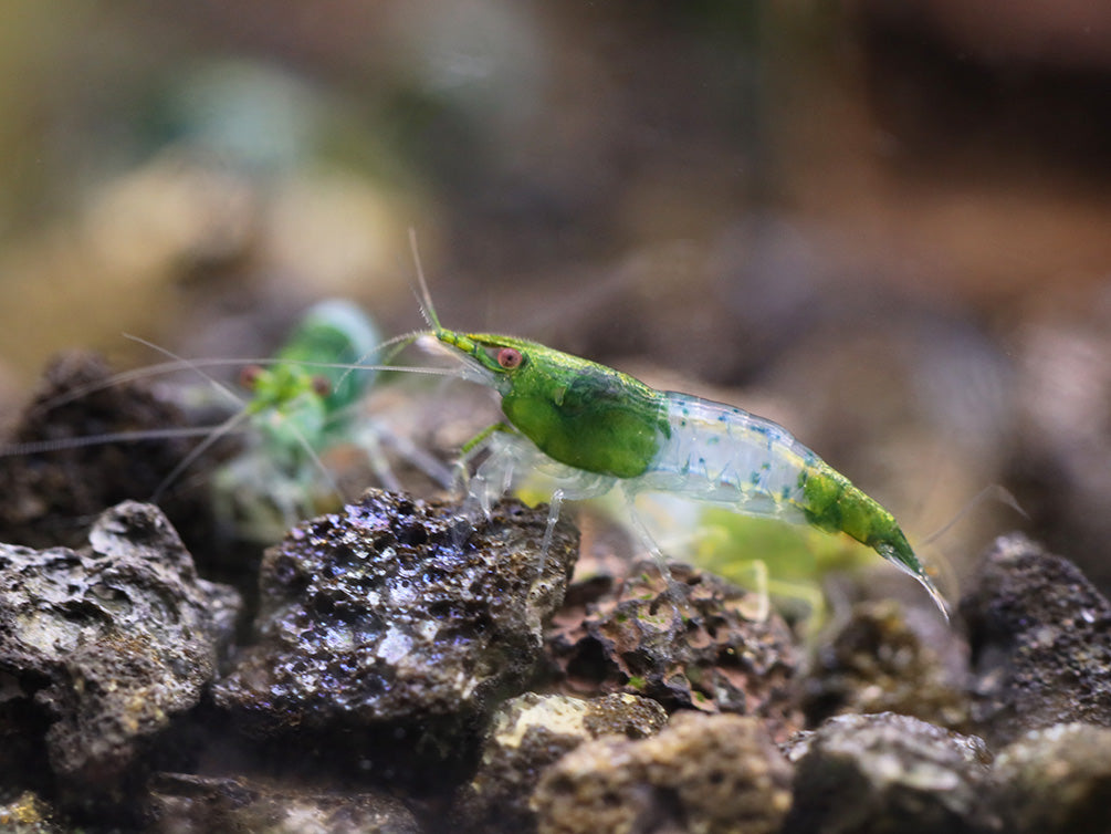 Green Rili Shrimp (Neocaridina davidi) - Tank Bred