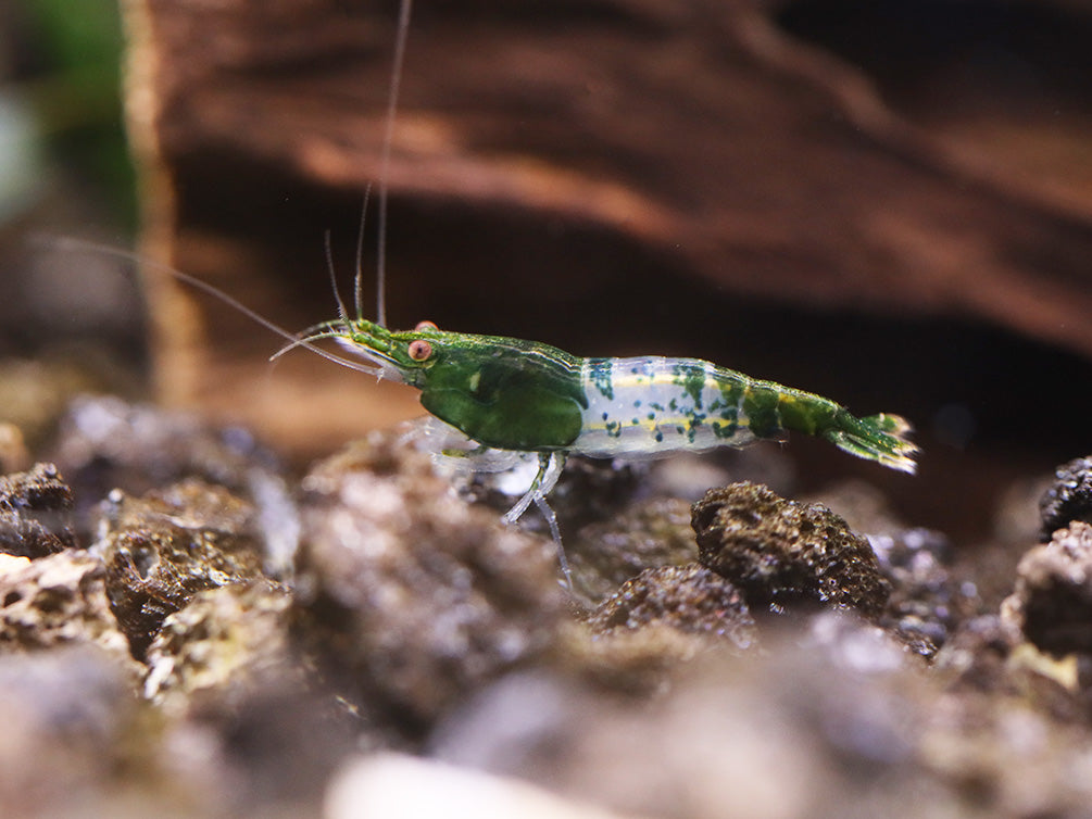 Green Rili Shrimp (Neocaridina davidi) - Tank Bred