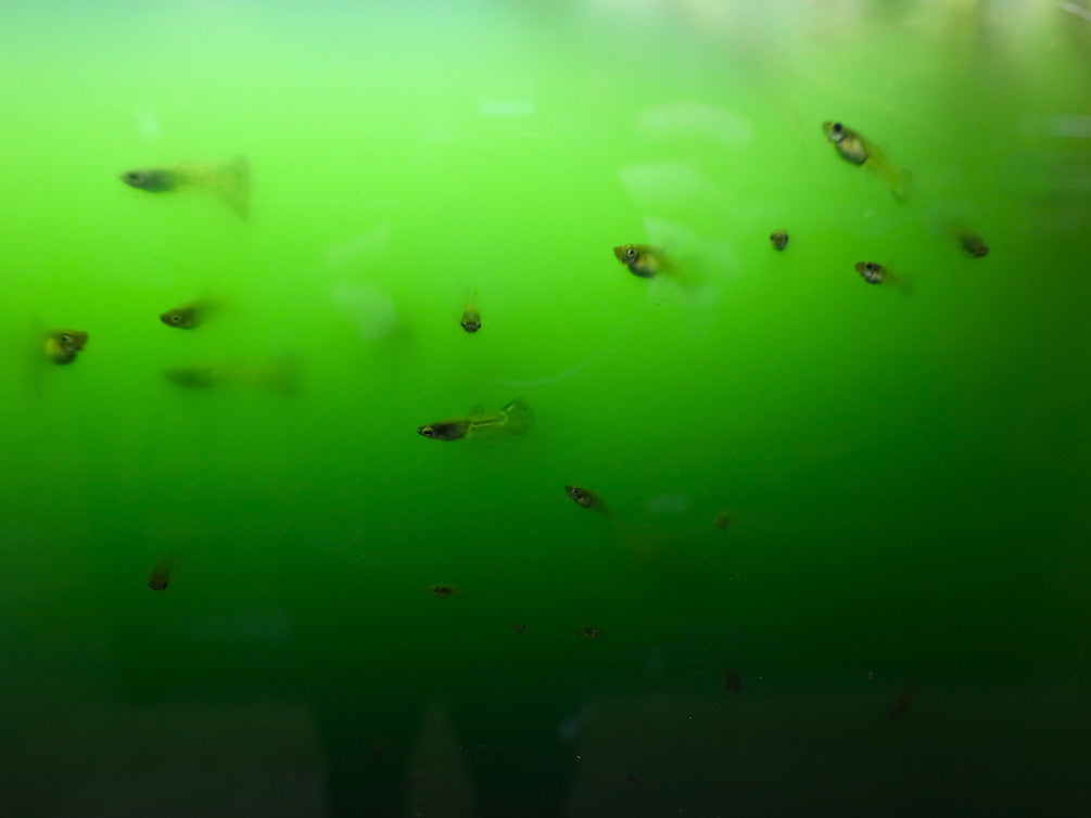 Green Water Phytoplankton – Live Freshwater Culture | Cultured by Aquatic Arts