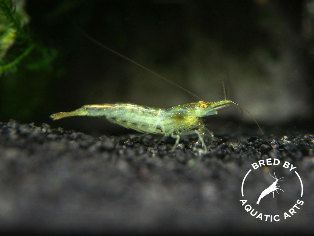 Green Babaulti Shrimp (Caridina cf. babaulti) BREDBY: Aquatic Arts