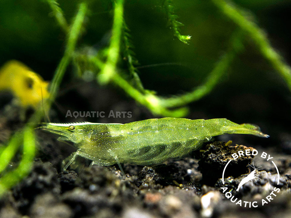 Green Babaulti Shrimp (Caridina cf. babaulti) BREDBY: Aquatic Arts