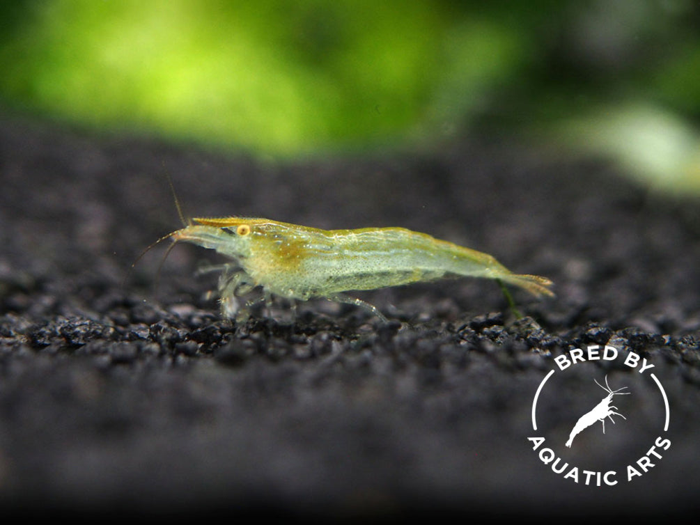 Green Babaulti Shrimp (Caridina cf. babaulti) BREDBY: Aquatic Arts