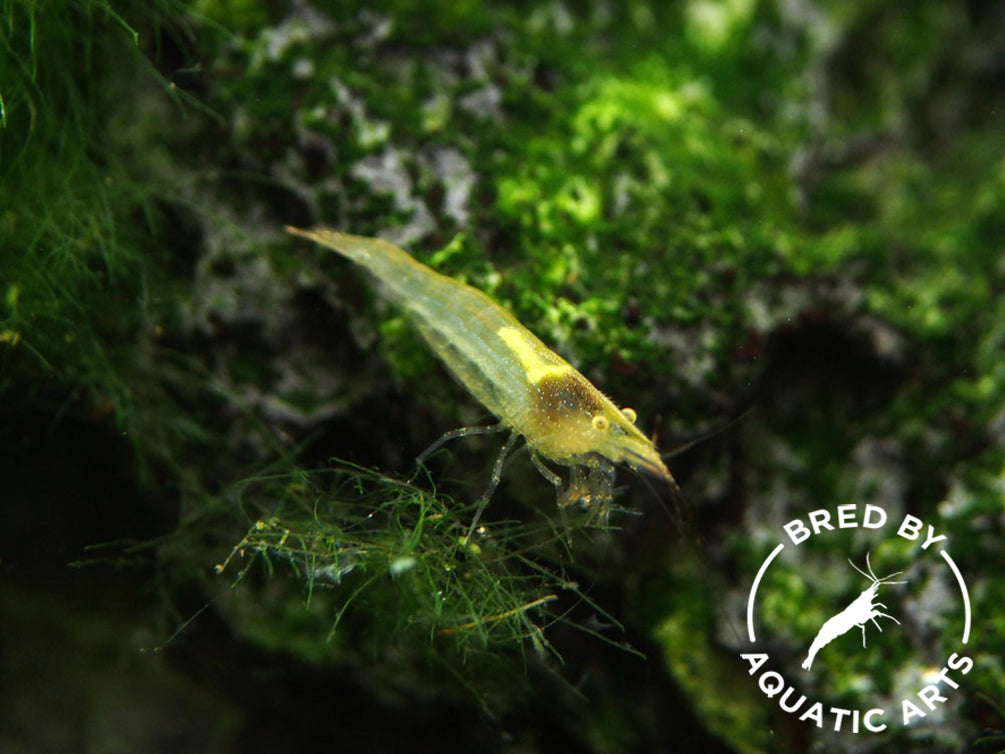 Green Babaulti Shrimp (Caridina cf. babaulti) BREDBY: Aquatic Arts