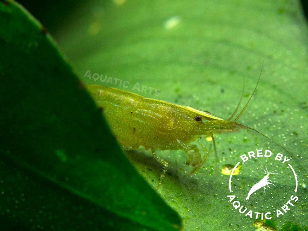 Green Babaulti Shrimp (Caridina cf. babaulti) BREDBY: Aquatic Arts