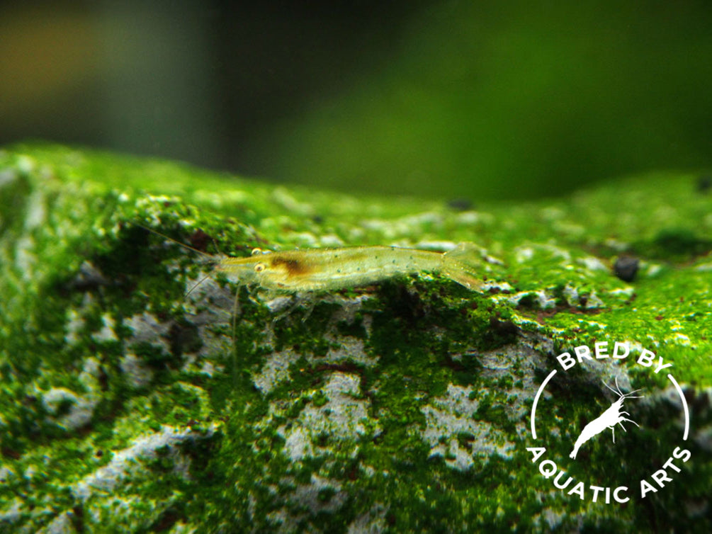 Green Babaulti Shrimp (Caridina cf. babaulti) BREDBY: Aquatic Arts