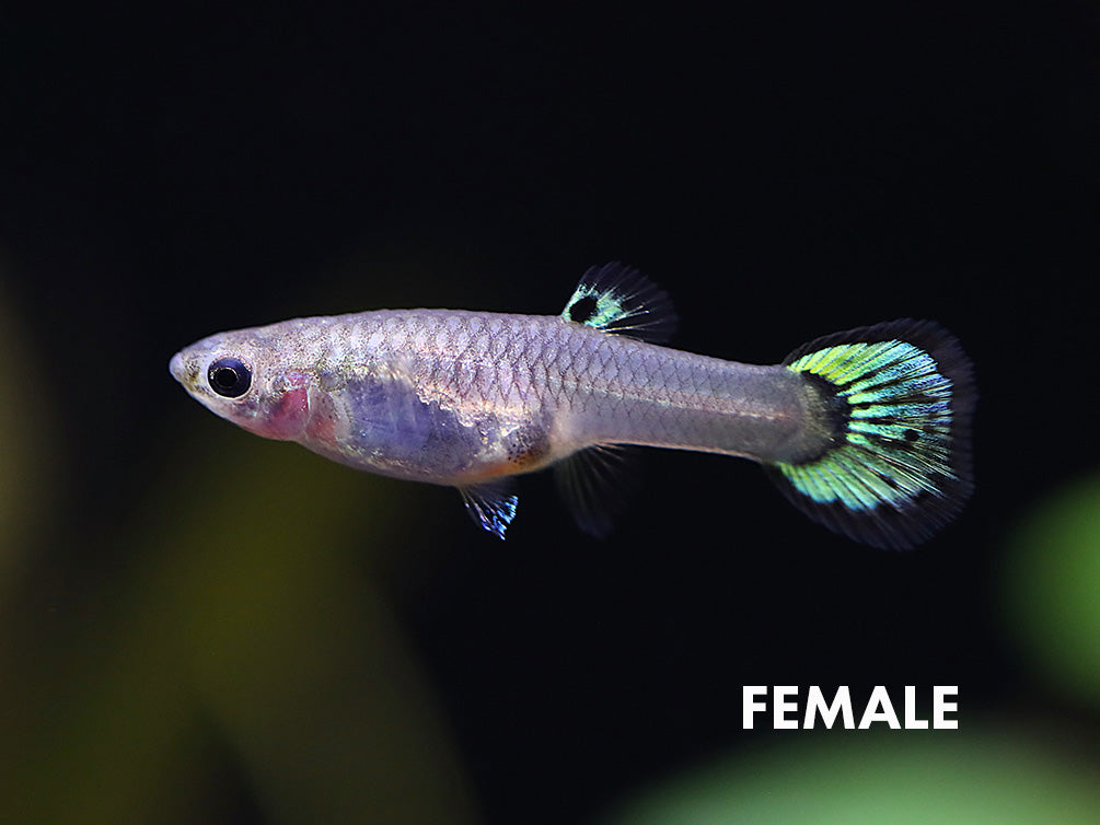 Green Cobra Guppy (Poecilia reticulata), Tank-Bred!