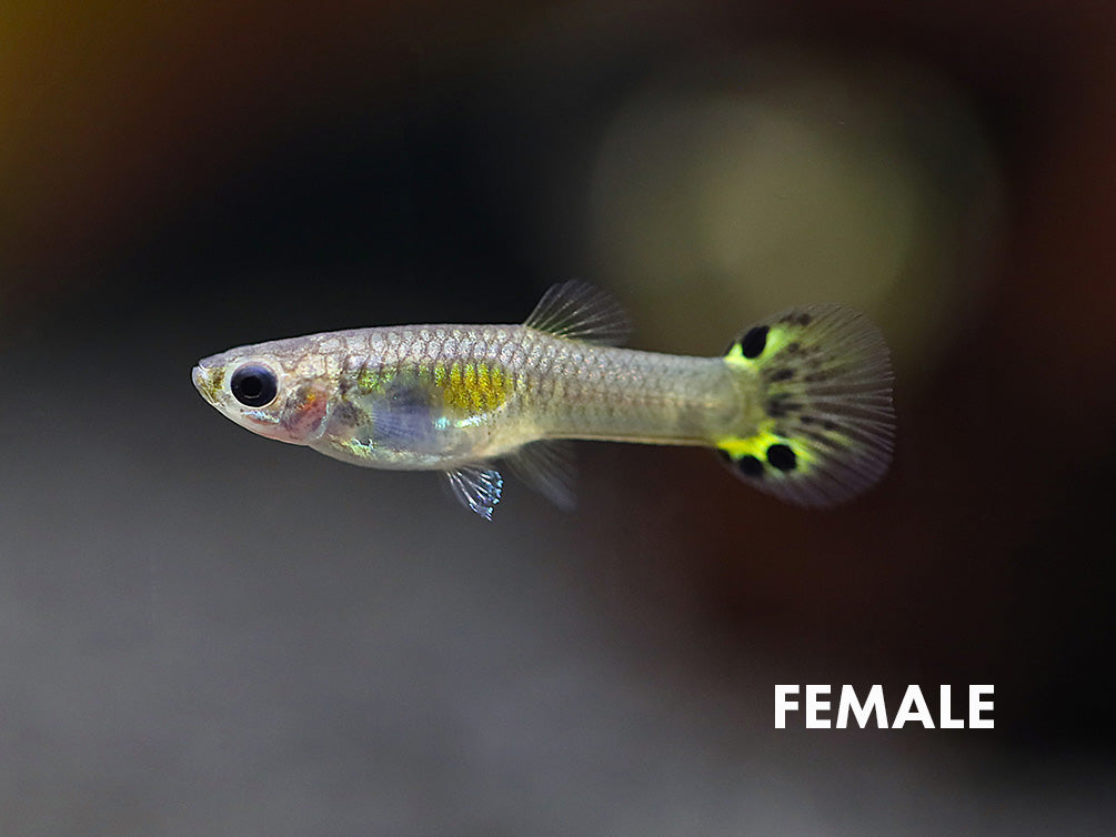 Green Cobra Guppy (Poecilia reticulata), Tank-Bred!