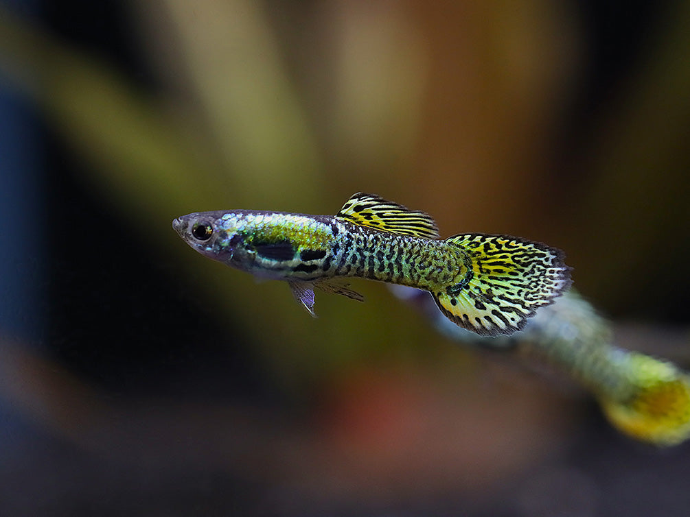 Green Cobra Guppy (Poecilia reticulata), Tank-Bred!