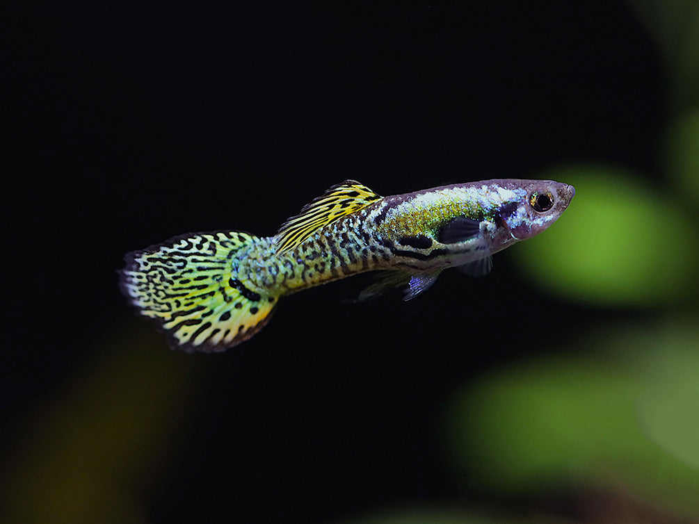 Green Cobra Guppy (Poecilia reticulata), Tank-Bred!