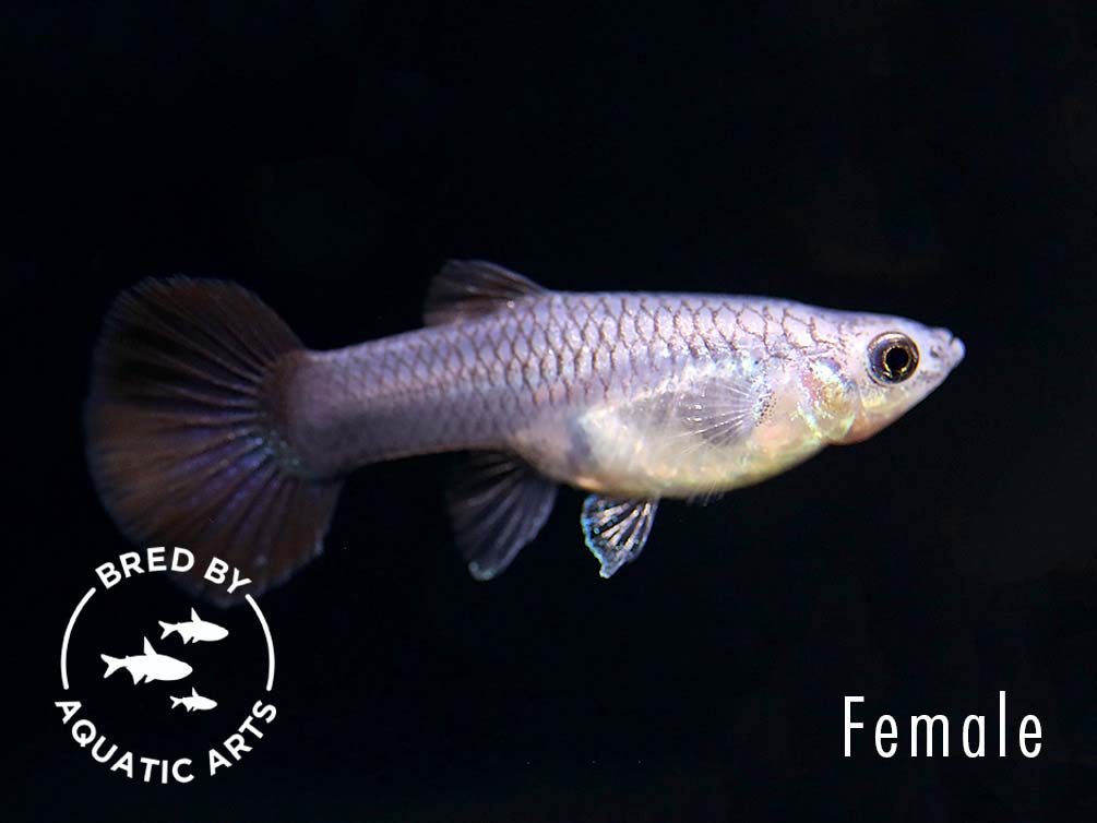 Green Moscow Guppy (Poecilia reticulata) – Bred by Aquatic Arts