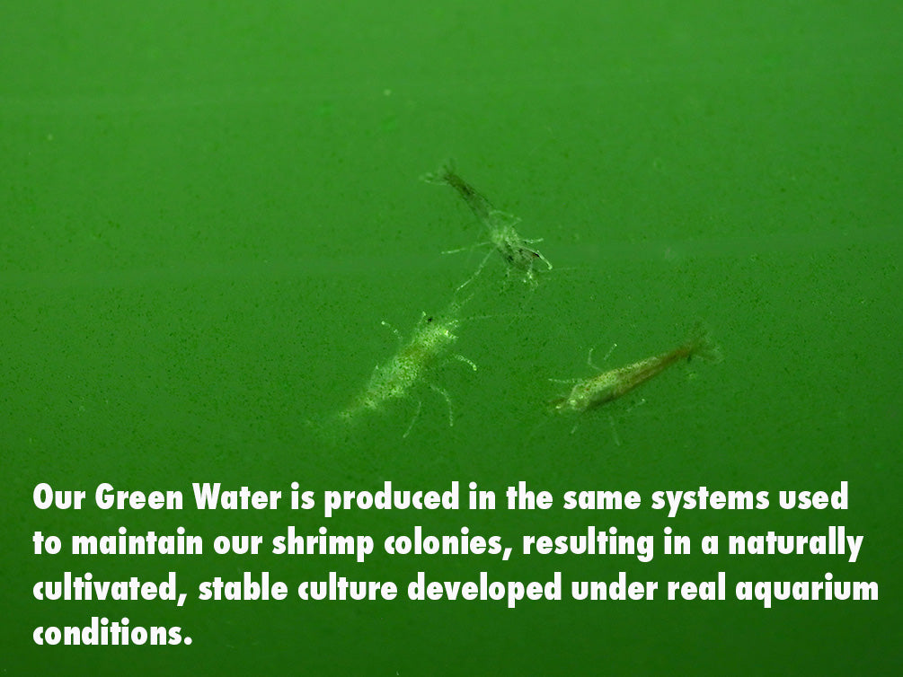 Aquatic Arts Live Feeder Bundle – Moina or Daphnia with Green Water