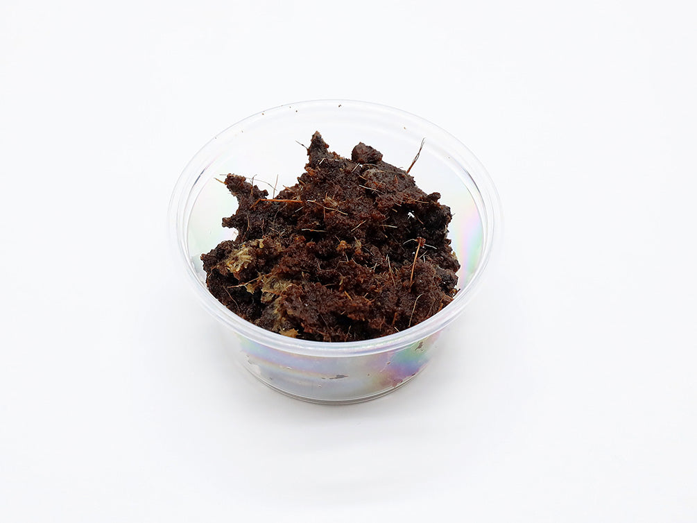 Grindal Worm Starter Culture (2 oz Cup) - Bred by Aquatic Arts