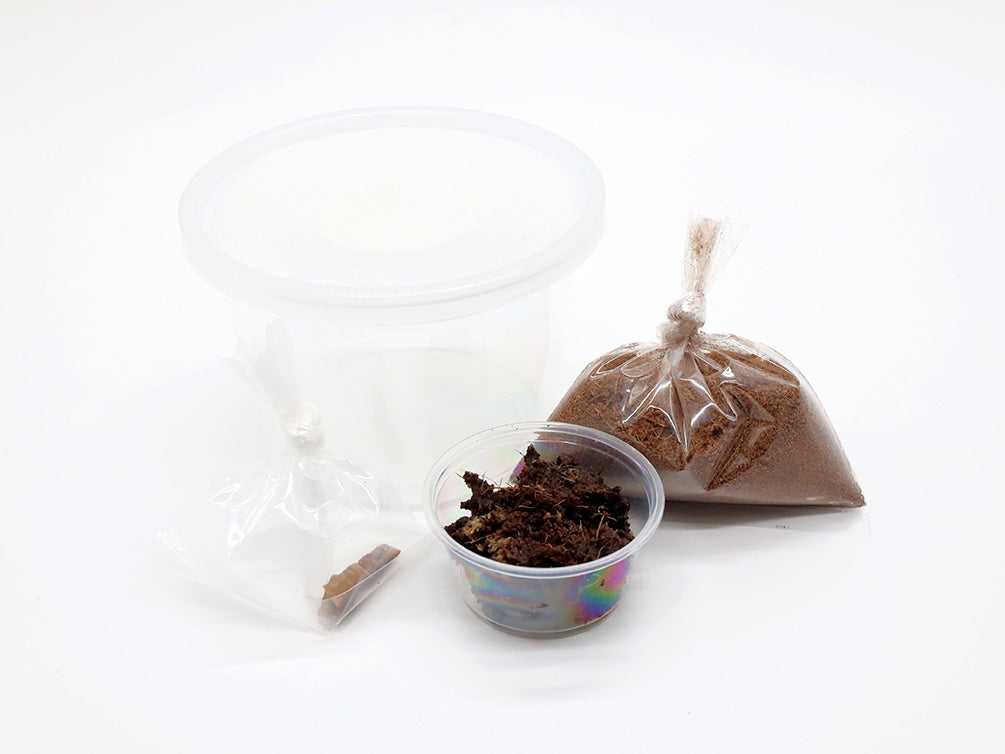 Grindal Worm Starter Culture (2 oz Cup) - Bred by Aquatic Arts