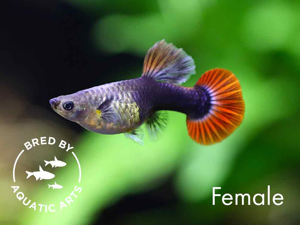Half Black Rose Guppy (Poecilia reticulata) – Bred by Aquatic Arts