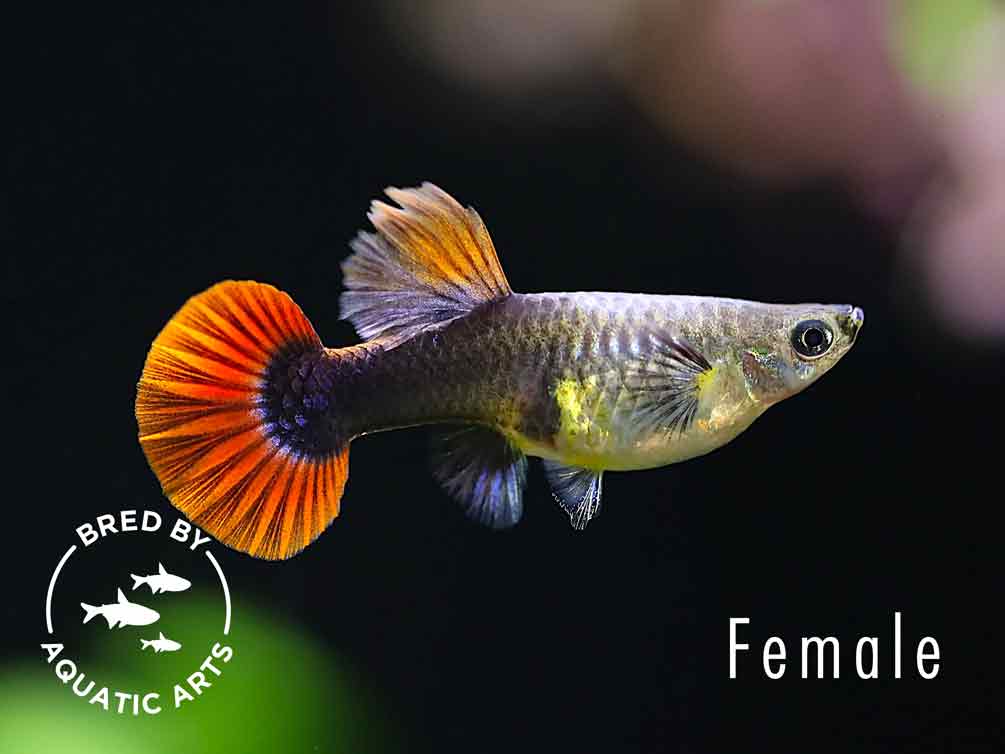 Half Black Rose Guppy (Poecilia reticulata) – Bred by Aquatic Arts
