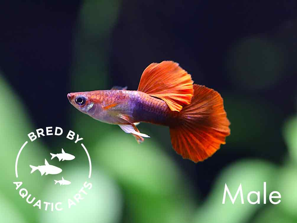 Half Black Rose Guppy (Poecilia reticulata) – Bred by Aquatic Arts