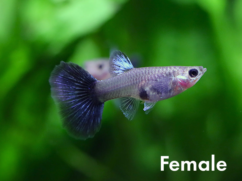 Half Black Blue Guppy (Poecilia reticulata) – Tank Bred