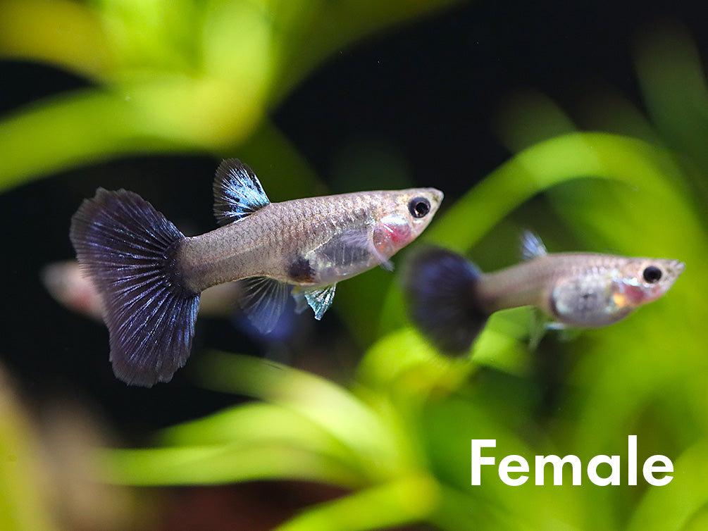 Half Black Blue Guppy (Poecilia reticulata) – Tank Bred