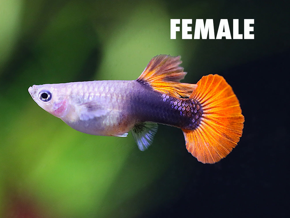 Half Black Rose Guppy (Poecilia reticulata) – Tank-Bred