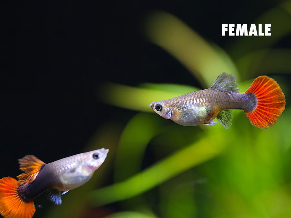 Half Black Rose Guppy (Poecilia reticulata) – Tank-Bred