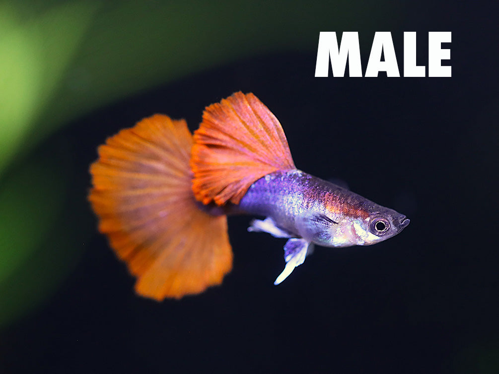 Half Black Rose Guppy (Poecilia reticulata) – Tank-Bred
