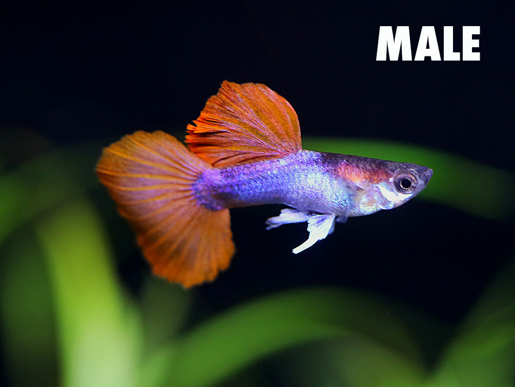 Half Black Rose Guppy (Poecilia reticulata) – Tank-Bred