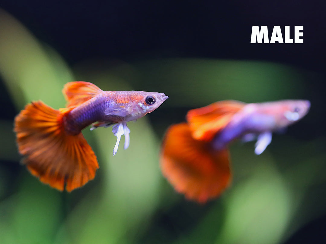 Half Black Rose Guppy (Poecilia reticulata) – Tank-Bred