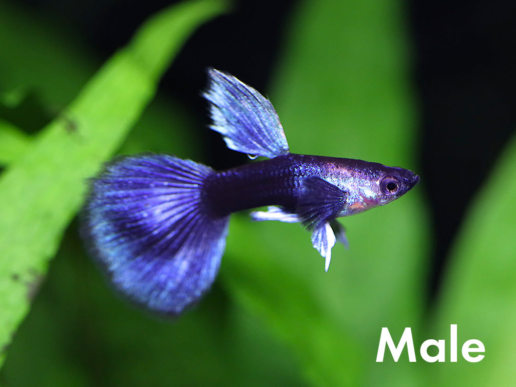 Half Black Blue Guppy (Poecilia reticulata) – Tank Bred
