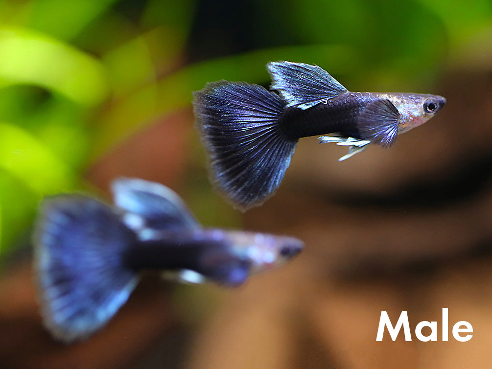 Half Black Blue Guppy (Poecilia reticulata) – Tank Bred