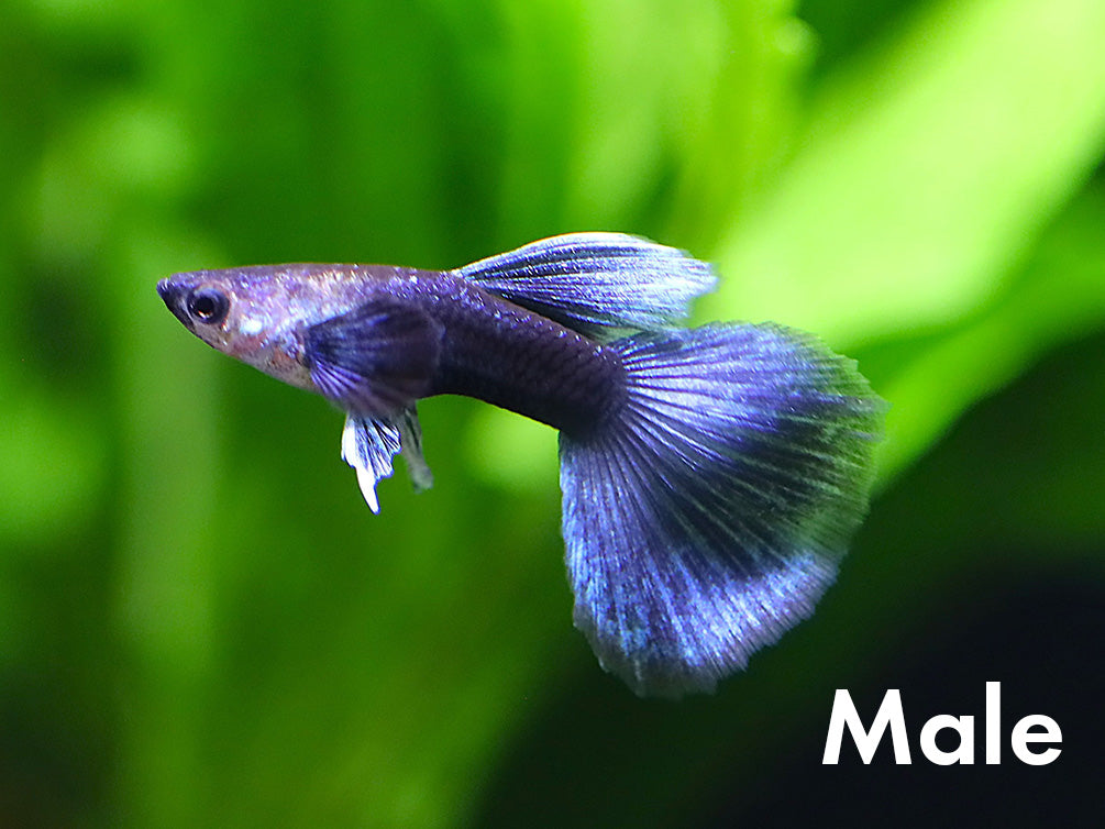 Half Black Blue Guppy (Poecilia reticulata) – Tank Bred