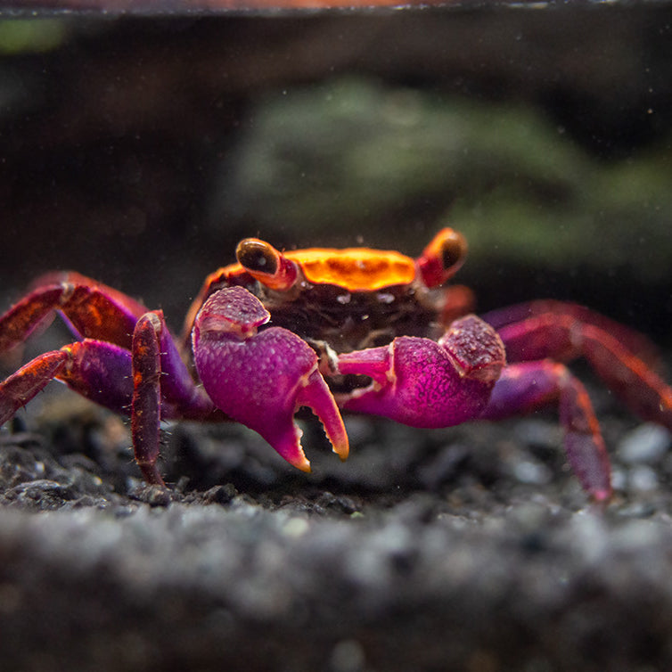 Halloween Vampire Crab (Geosesarma bicolor)