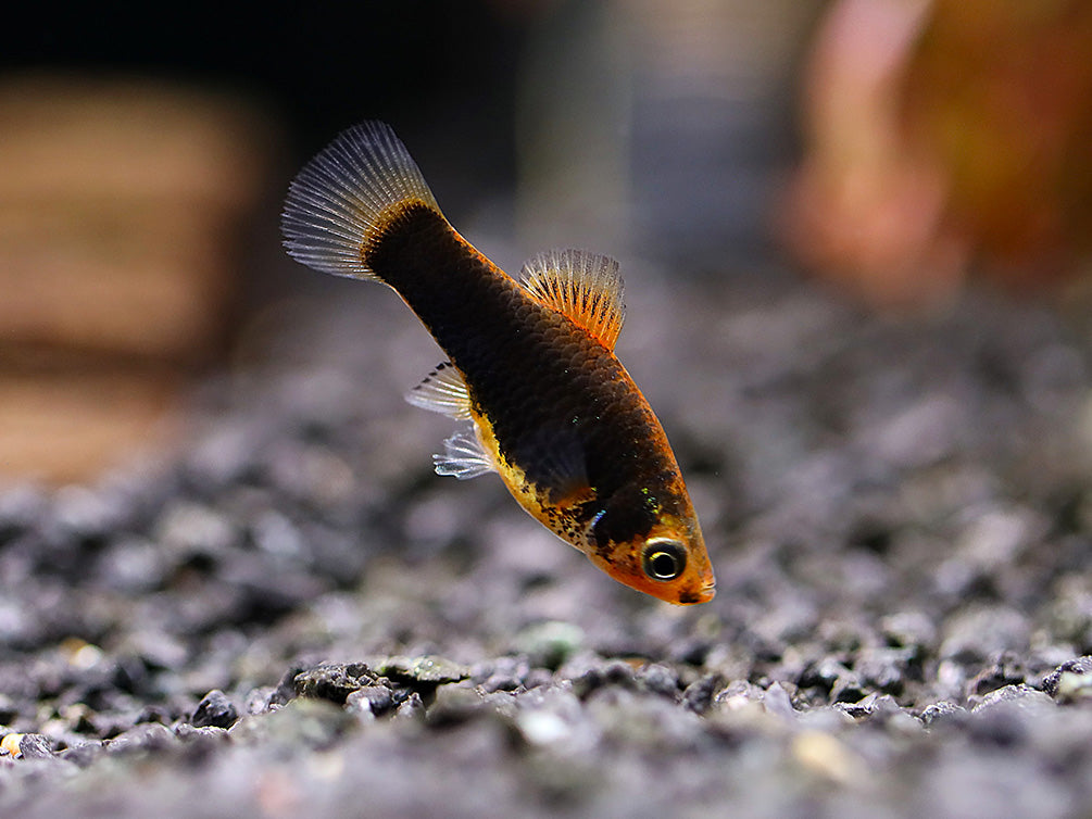 Hamburger Platy (Xiphophorus maculatus) – Locally Bred
