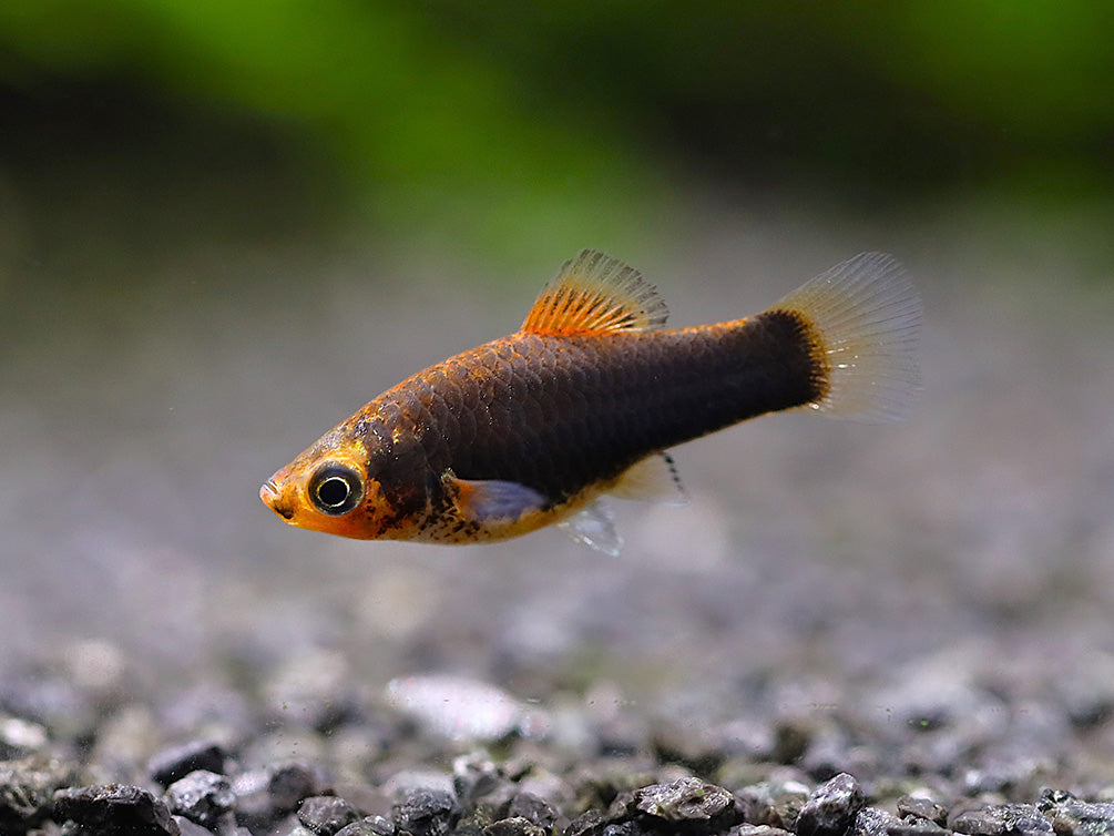Hamburger Platy (Xiphophorus maculatus) – Locally Bred