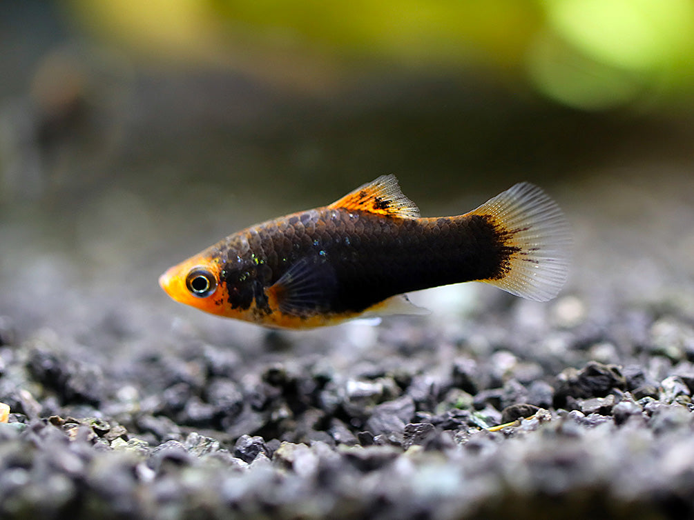 Hamburger Platy (Xiphophorus maculatus) – Locally Bred