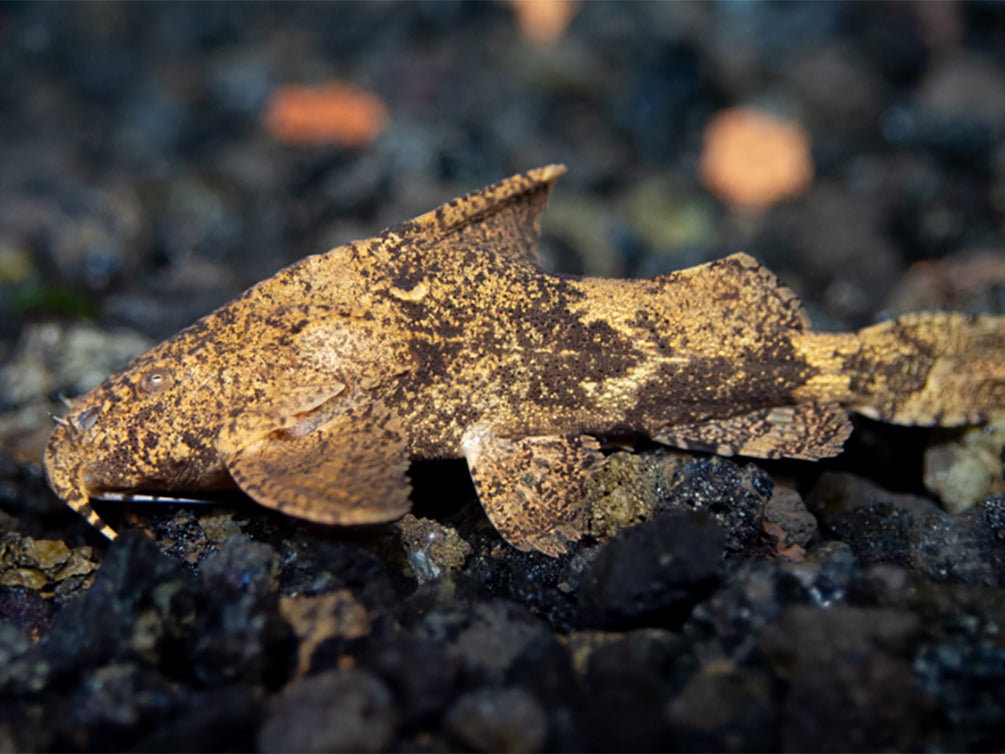 Hara filamentosa AKA Salween Rock Catfish, Erethistes Filamentosus (Hara filamentosus)