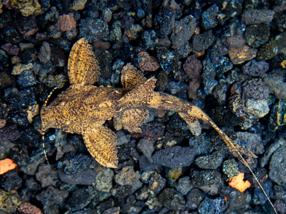 Hara filamentosa AKA Salween Rock Catfish, Erethistes Filamentosus (Hara filamentosus)