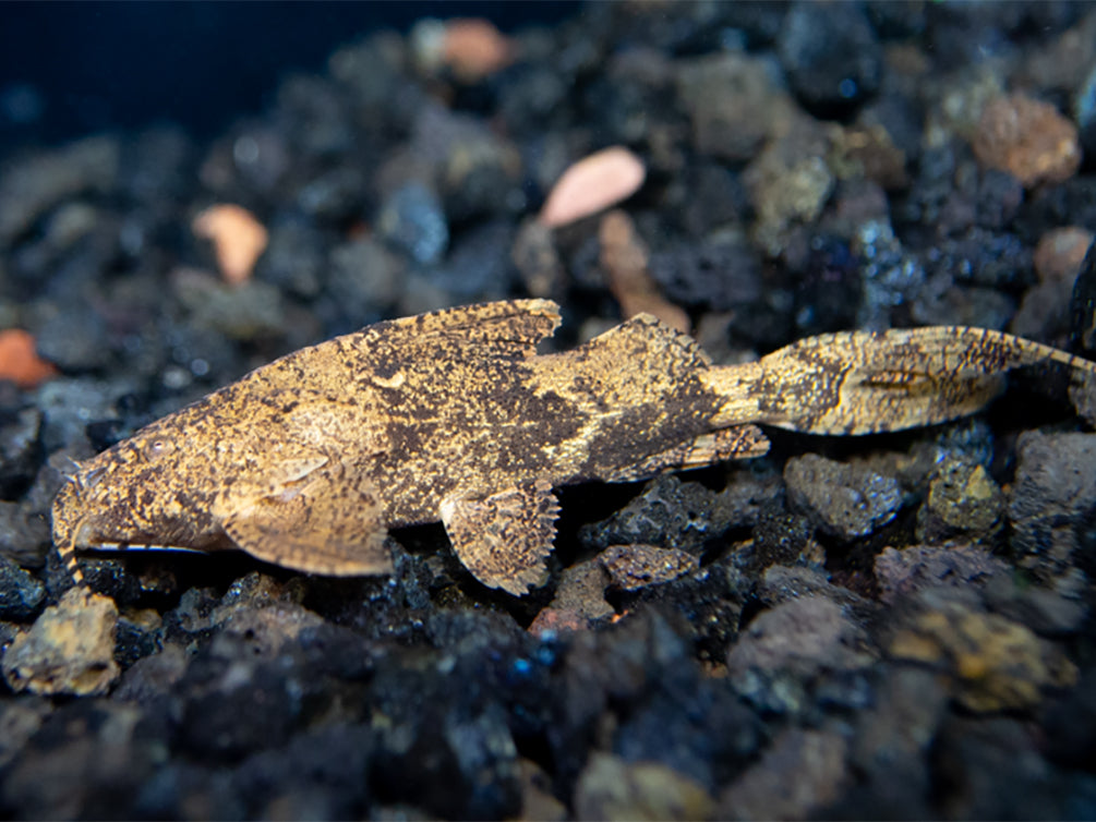 Hara filamentosa AKA Salween Rock Catfish, Erethistes Filamentosus (Hara filamentosus)