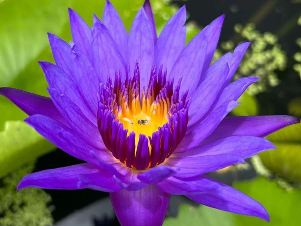 Tropical Water Lily - Nymphaea Emerald (Blue)