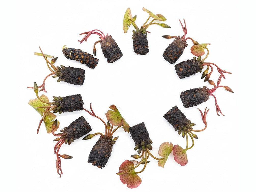 Aquatic Arts Wanvisa Water Lily (Nymphaea ‘Wanvisa’) – Red Pond Lily Tubers (12 Pack)
