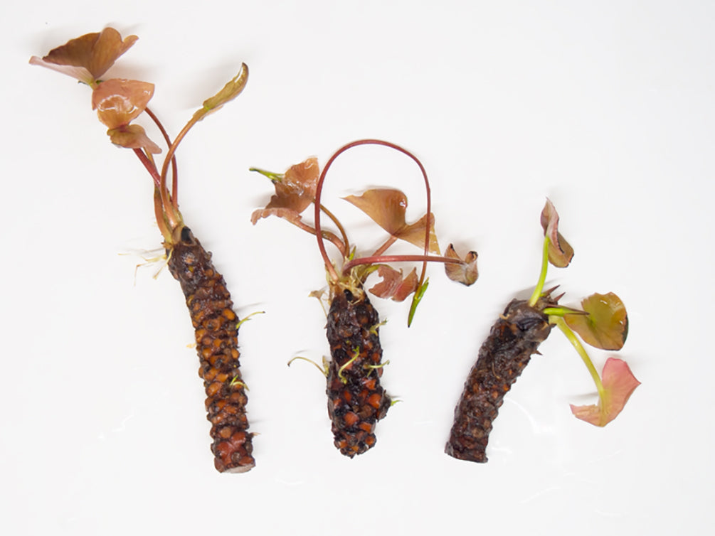 Tropical Water Lily - Nymphaea Emerald (Blue) - Thumbnail 3