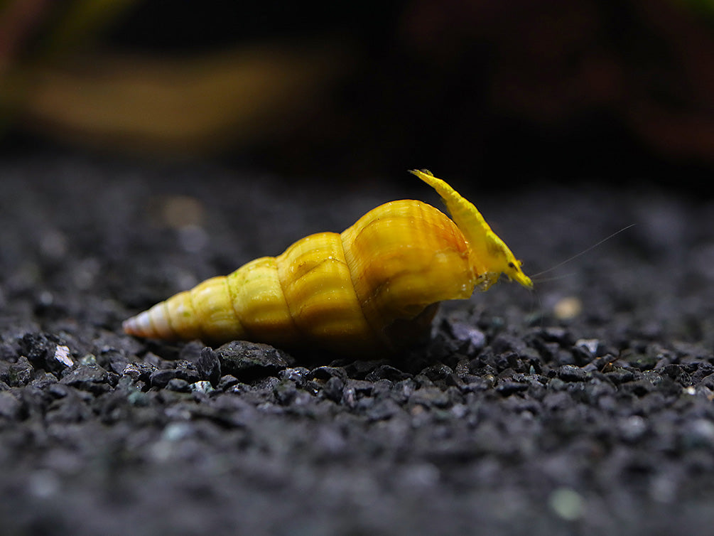 Hercules Snail (Brotia herculea)
