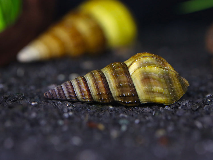 Herculea Hercules Snail (Brotia herculea) – Aquatic Arts