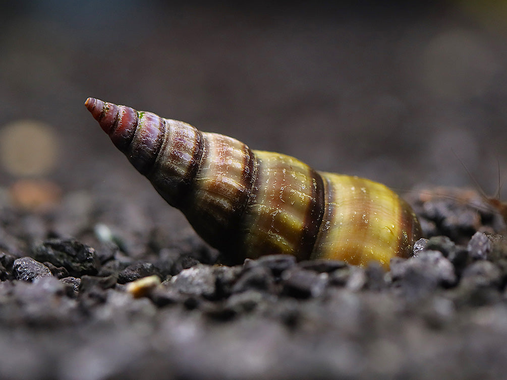 Herculea Hercules Snail (Brotia herculea) – Aquatic Arts