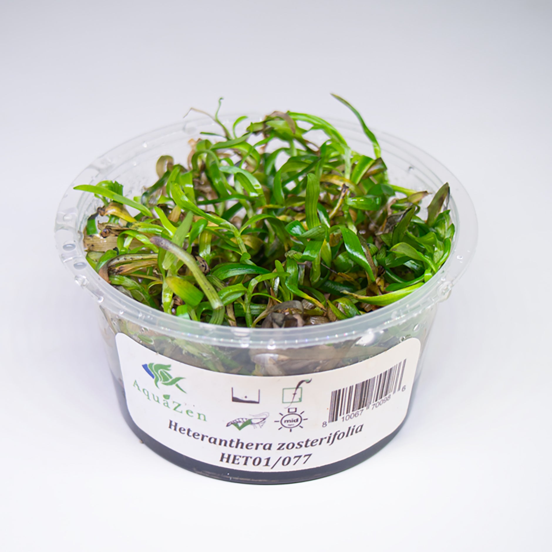 Star Grass (Heteranthera Zosterifolia) Tissue Culture