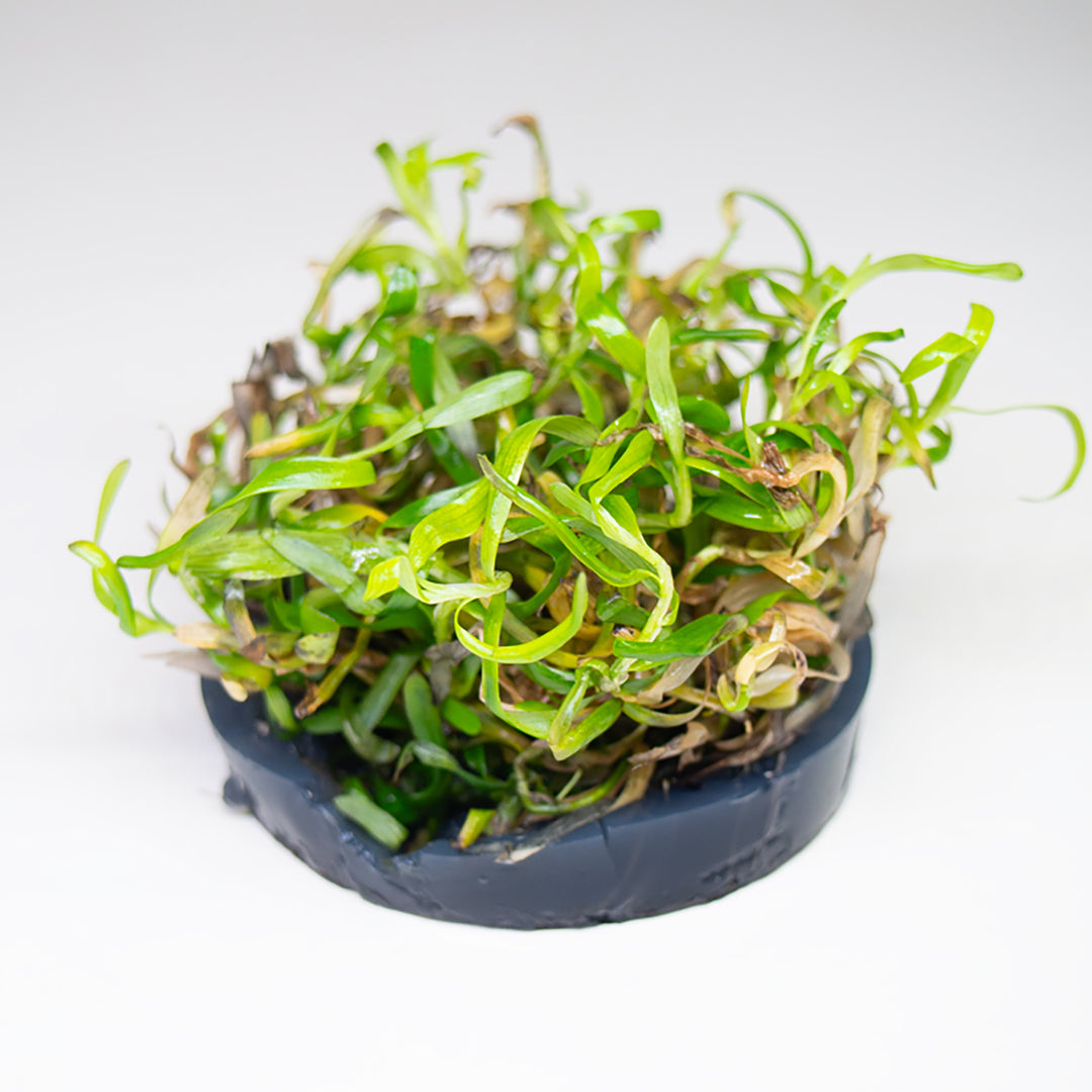 Star Grass (Heteranthera Zosterifolia ) Tissue Culture