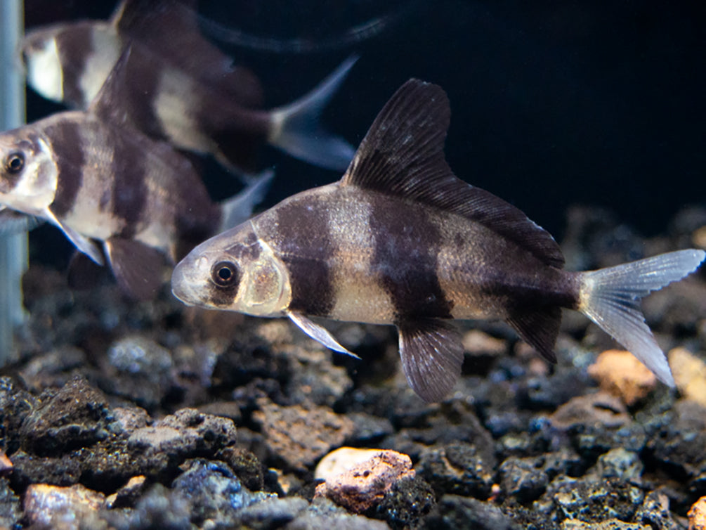 Chinese Hi Fin Banded Shark Loach (Myxocyprinus asiaticus), Captive-Bred!