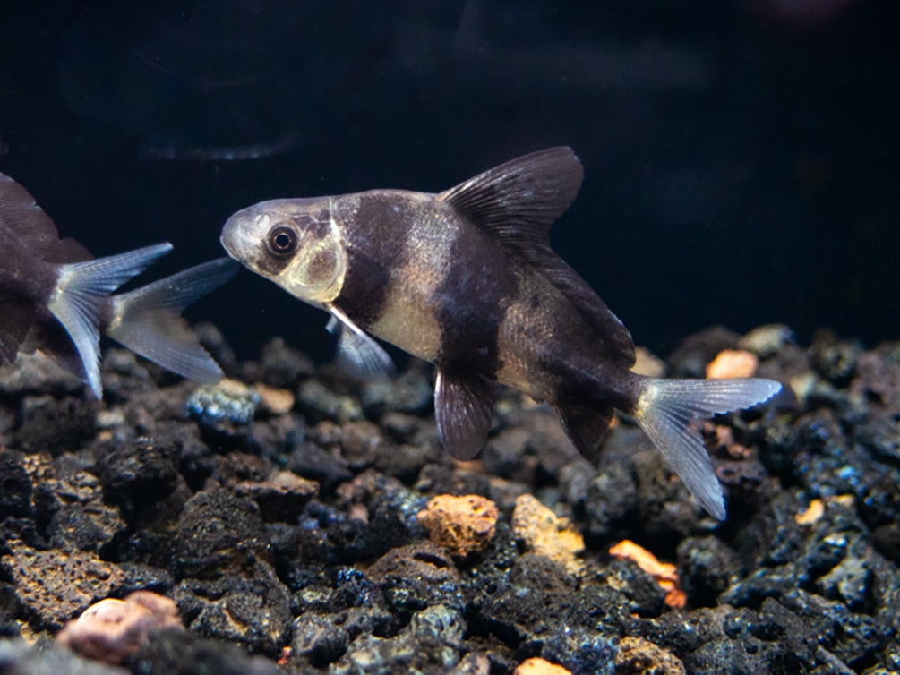 Chinese Hi Fin Banded Shark Loach (Myxocyprinus asiaticus), Captive-Bred!